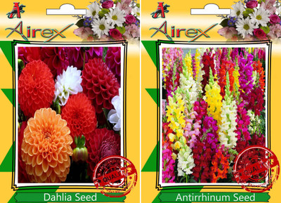 

Airex Dahlia, Antirrhinum Snapdragons Seed(15 per packet)