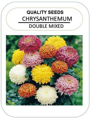 

NeART Chrysanthemum Double Mixed Seed(50 per packet)