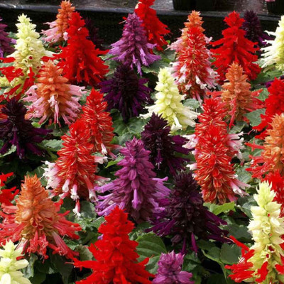

Nooelec India Salvia Splendens F1 Mixed Seed(20 per packet)