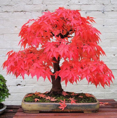 

National Gardens Japanese Bonsai Red Maple Seeds by National Gardens Seed(5 per packet)