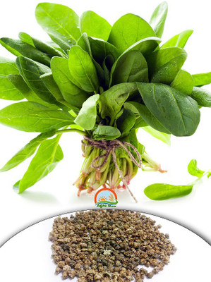 

Agro Max Green Spinach (Palak) Vegetable Seeds Seed(500 per packet)