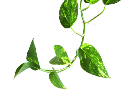

Saaheli Money Plant Seed(5 per packet)