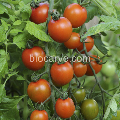 

Biocarve Tomato Seed(20 per packet)
