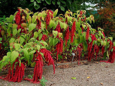 

Saaheli Flower Seeds Seed(10 per packet)