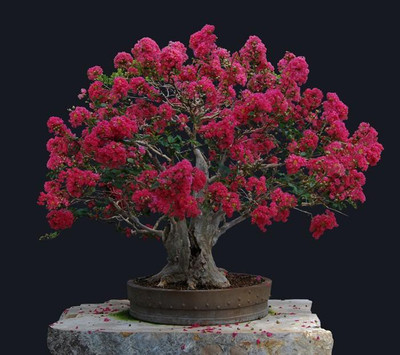 

National Gardens Crape Myrtle Bonsai Seeds by National Gardens Seed(5 per packet)