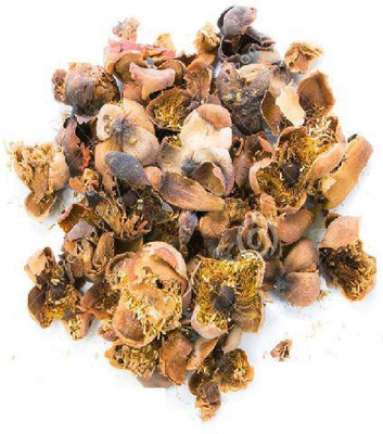 

Shubh-Bhakti Nagkeshar Phul - Mesua ferrea Flower Seed(50 per packet)