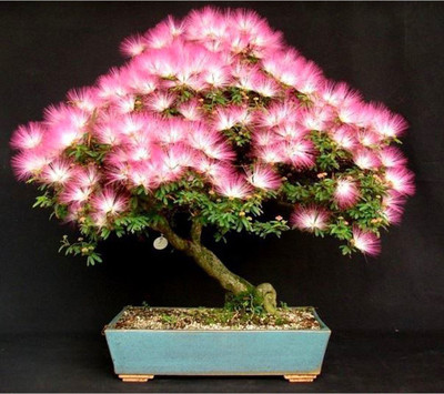 

Rainbow Spring Seeds Mimosa Silk Tree Albizia Bonsai Flower Seed(10 per packet)