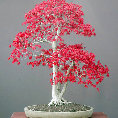 

Rainbow Spring Seeds Red Maple Bonsai Tree Seed(20 per packet)