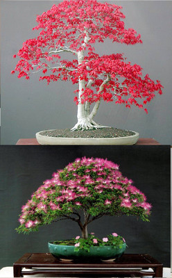 

Rainbow Spring Seeds Bonsai Red Maple Bonsia And Mimosa Silk Tree Albizia Flower Seed(10 per packet)