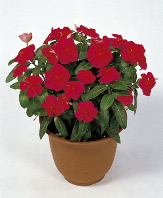 

Bio Kisan Flower Seed(20 per packet)