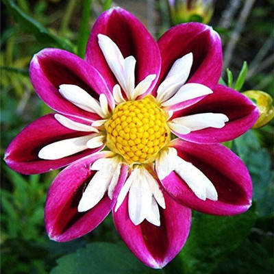 

Futaba Rare Pink and White Point Dahlia Seed(50 per packet)