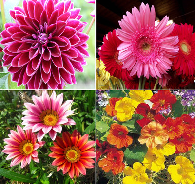 

Airex Dahlia, Daisy, Gazania, Nasturtium Mixed Seed(25 per packet)