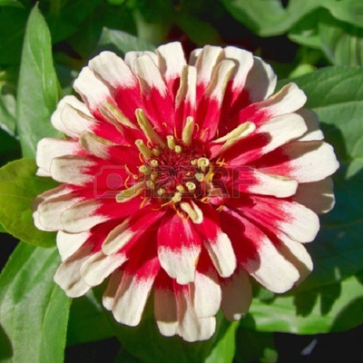 

Futaba Zinnia Flower Seed(100 per packet)