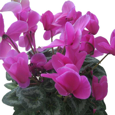 

Futaba Cyclamen Flower Seeds Seed(100 per packet)