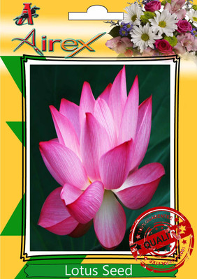

Airex Lotus Flower Seed(25 per packet)