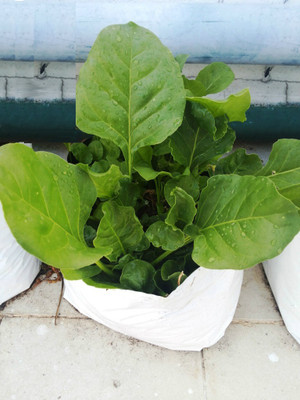 

Cocogarden Palak seeds Seed(500 per packet)
