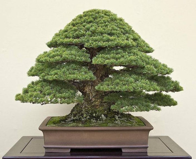

Priyathams BONSAI Japanese Black Pine Seed(5 per packet)