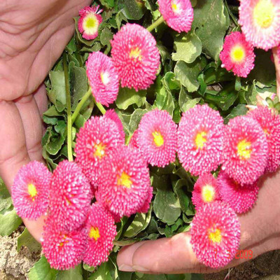 

Biocarve Daisy - Bellis monstrosa Dbl Rose Seed(200 per packet)