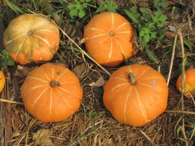 Omaxe Pumpkin Seed(1 per packet)