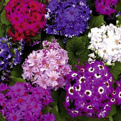 

Bio Kisan Flower Seed(10 per packet)