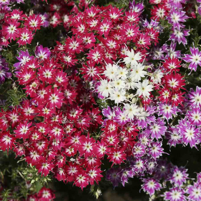 

Biocarve Phlox Twinkle Star Mix Seed(200 per packet)