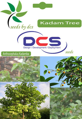 

DCS Anthocephalus Kadamba Seed(4 Per Packet)