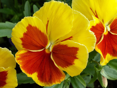 

Seedlings india Pansy Yellow With Red Seed(80 per packet)