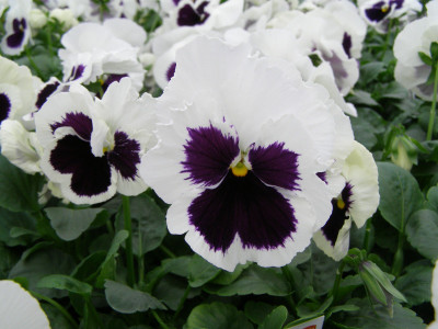 

Seedlings india Pansy White With Blotch Seed(80 per packet)