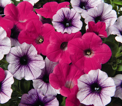

Seedlings india Petunia N C Dwarf Mixed Seed(80 per packet)