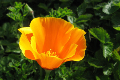 

Seedlings india California Poppy Orange Seed(80 per packet)