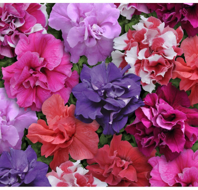 

Agricart Petunia Double Cascade F1 Mix Seed(20 per packet)