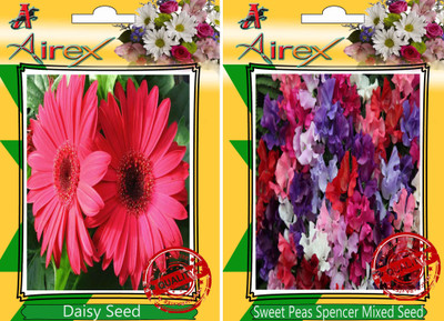 

Airex Daisy, Sweet Peas Spencer Mixed Seed(25 per packet)