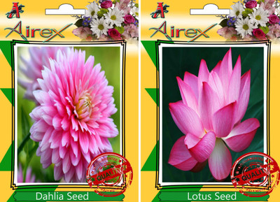 

Airex Dahlia, Lotus Seed(25 per packet)