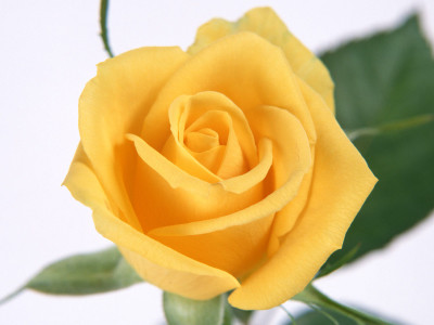 

National Gardens Yellow Rose Flower Seeds by National Gardens Seed(10 per packet)