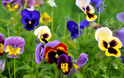 

Saaheli Pansy Special Mix Seed(10 per packet)