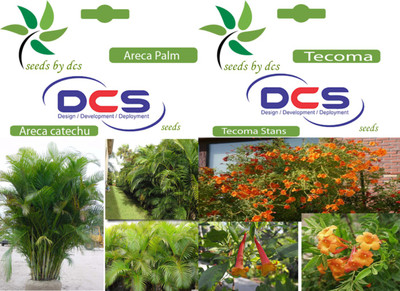 

DCS Areca Palm and Tecoma Seed(2 per packet)