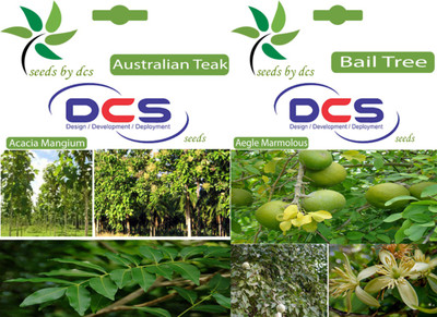 

DCS Australian Teak & Bail tree Seeds Seed(2 per packet)