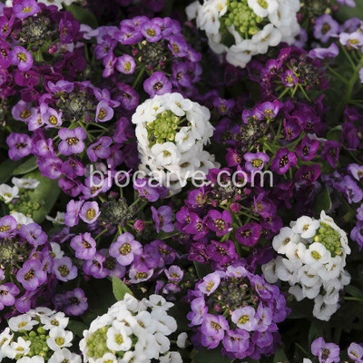 

Biocarve Alyssum Seed(50 per packet)