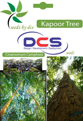 

DCS Kapoor Tree Seed(10 per packet)