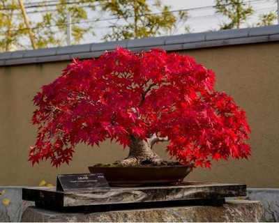 

Nooelec India Imported American Maple Bonsai Tree Seed(5 per packet)