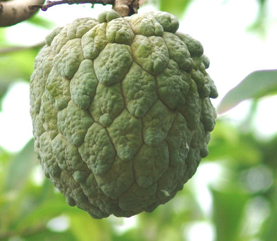 

Saaheli Annona squamosa Seed(10 Per Packet)