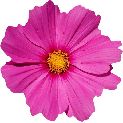 

Futaba Common Cosmos Seed(100 per packet)