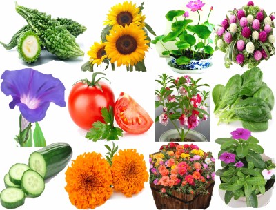 Airex Bitter Gourd,Sunflower,Lotus,Gomphrena Mixed,Morning Glory,Tomato,Balsam,Spinach (Palak),Cucumber,Marigold,Portulaca Mixed and Vinca Seed(10 per packet)