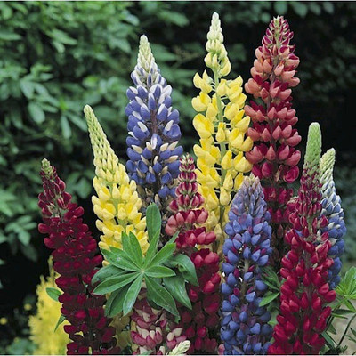 

Amir Enterprises Lupin Seed(20 Per Packet)