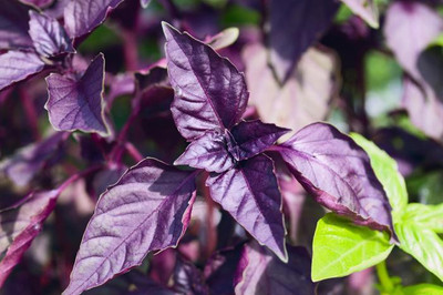 

National Gardens Dark Opal Basil Herb Seeds by National Gardens Seed(50 per packet)