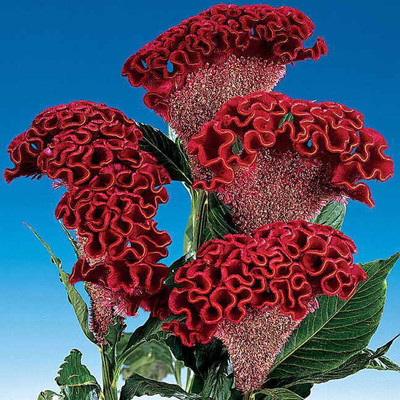 

Amir Enterprises Comb Seed(20 per packet)