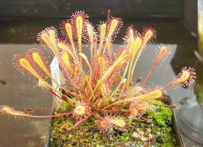 

National Gardens Sundew Seeds - Drosera nidiformis by National Gardens Seed(5 per packet)