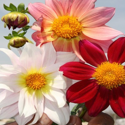 Biocarve Dahlia variabilis Top Stars Beauty Mix Seed(100 per packet)