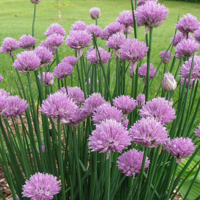 

Biocarve Chives Seed(50 Per Packet)