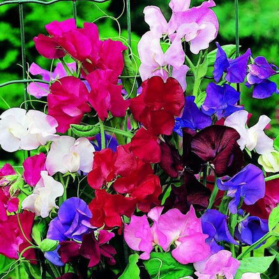 

Bio Kisan Flower Seed(100 per packet)